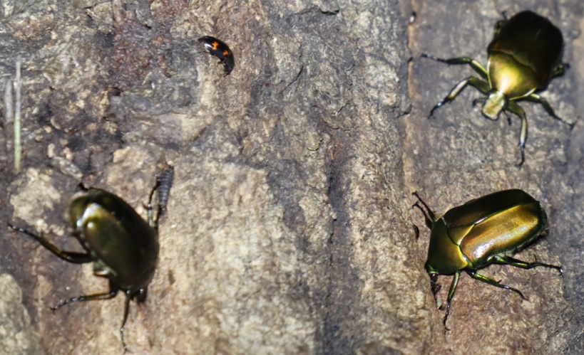 カナブン3匹_凄いコナラ_2023年6月16日19時35分 気温23.1度